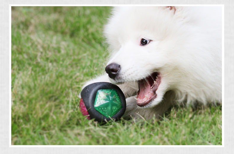 Dog chewing the light-up ball on grass