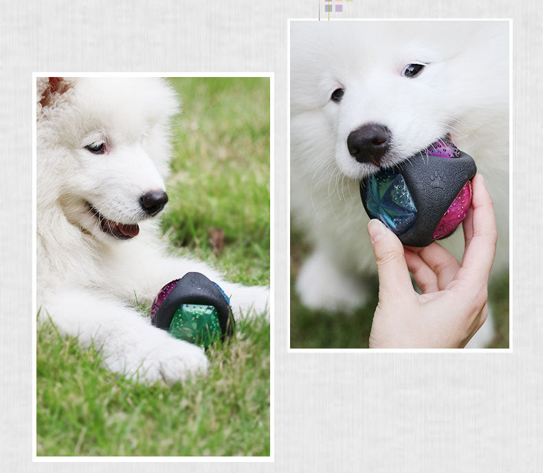 Dog with the light-up ball
