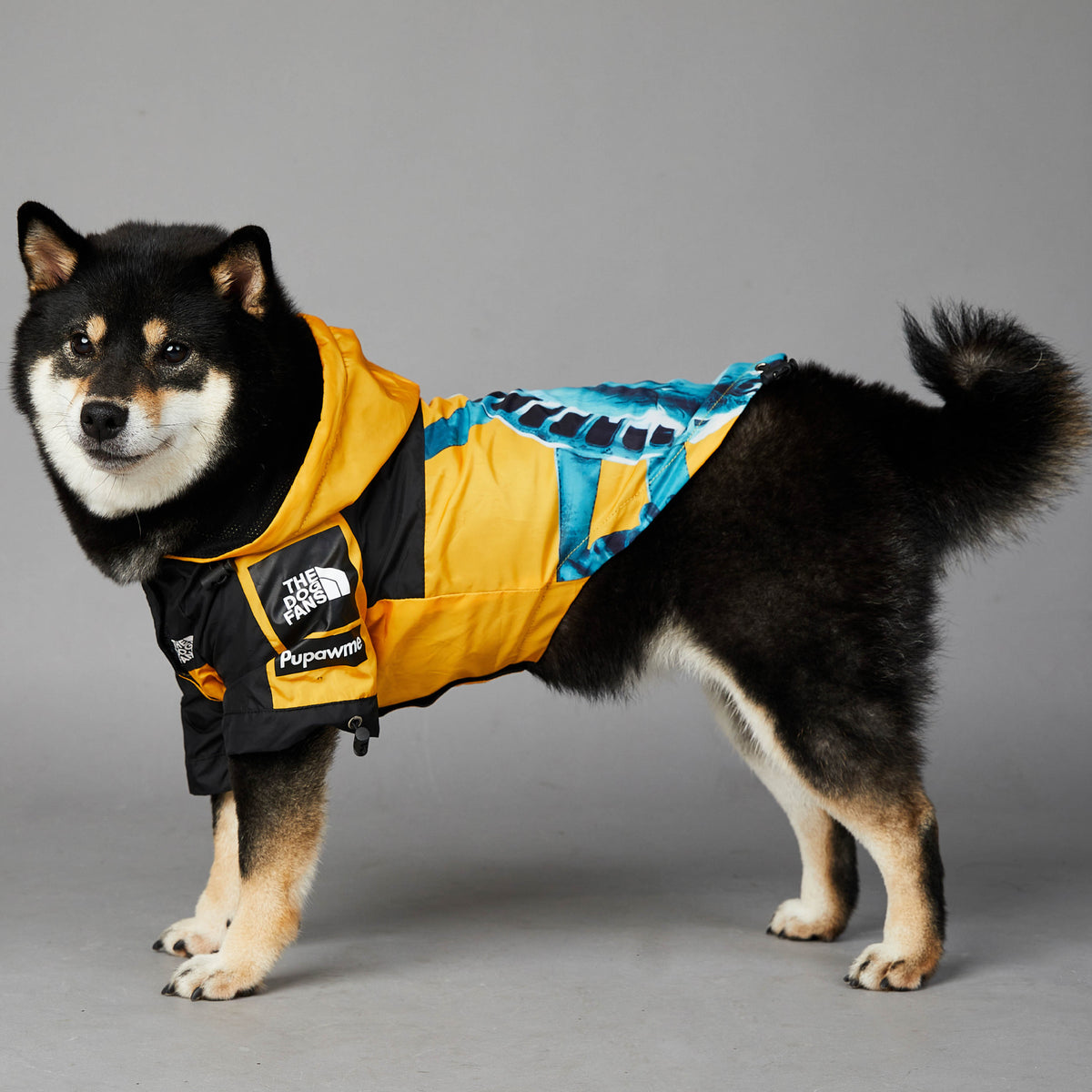 Dog wearing waterproof raincoat jacket outdoors