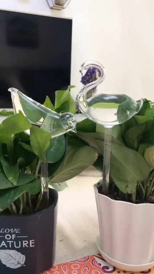 Glass Self-Watering Plant Globes 2