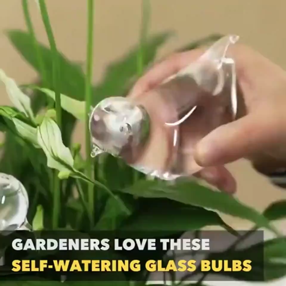 Glass Self-Watering Plant Globes 3