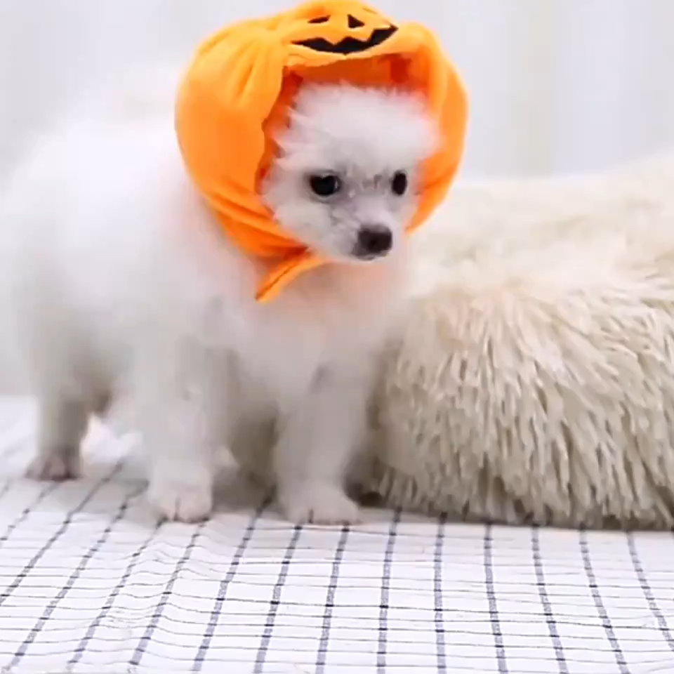 Plush pumpkin Halloween hat for pets – view 1
